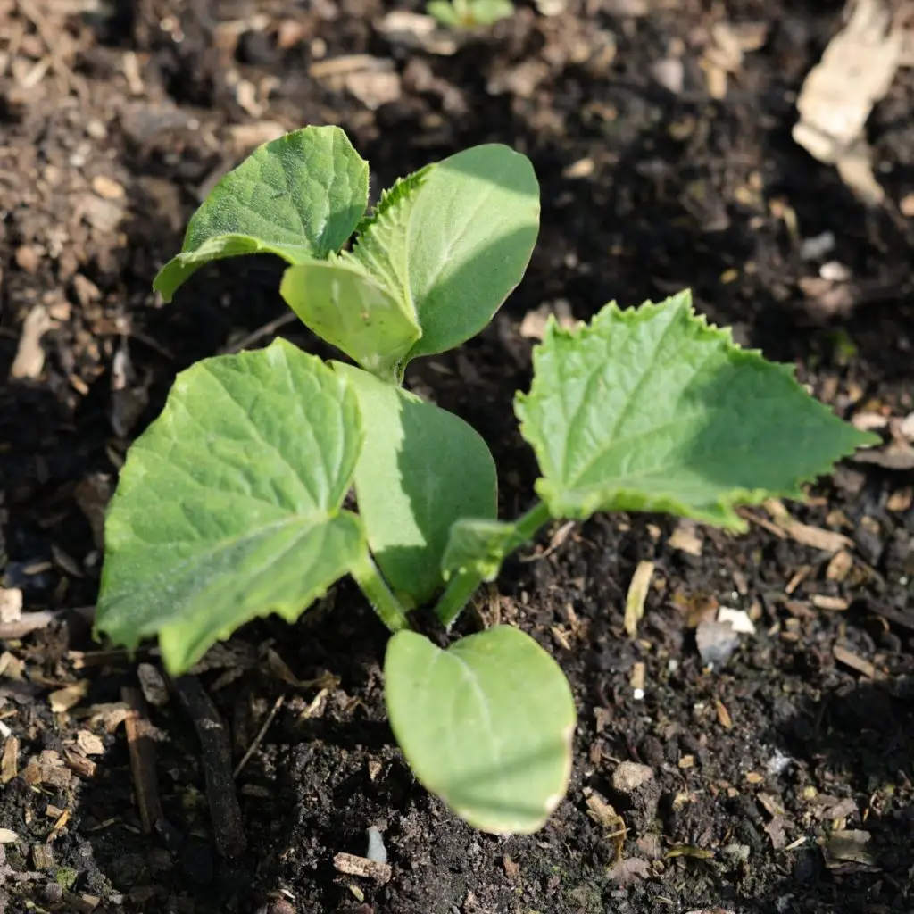 fertilize young cucumber plants