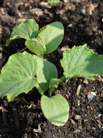 fertilize young cucumber plants