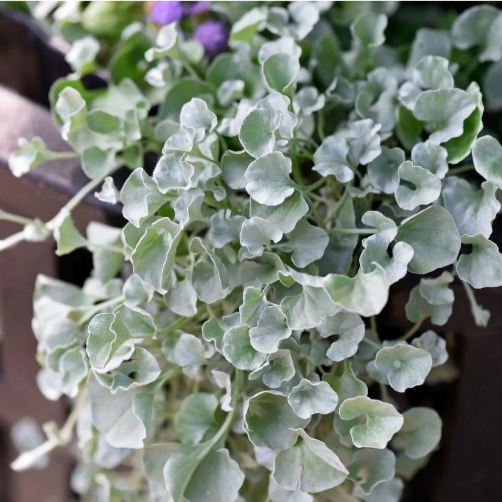 spilling plants