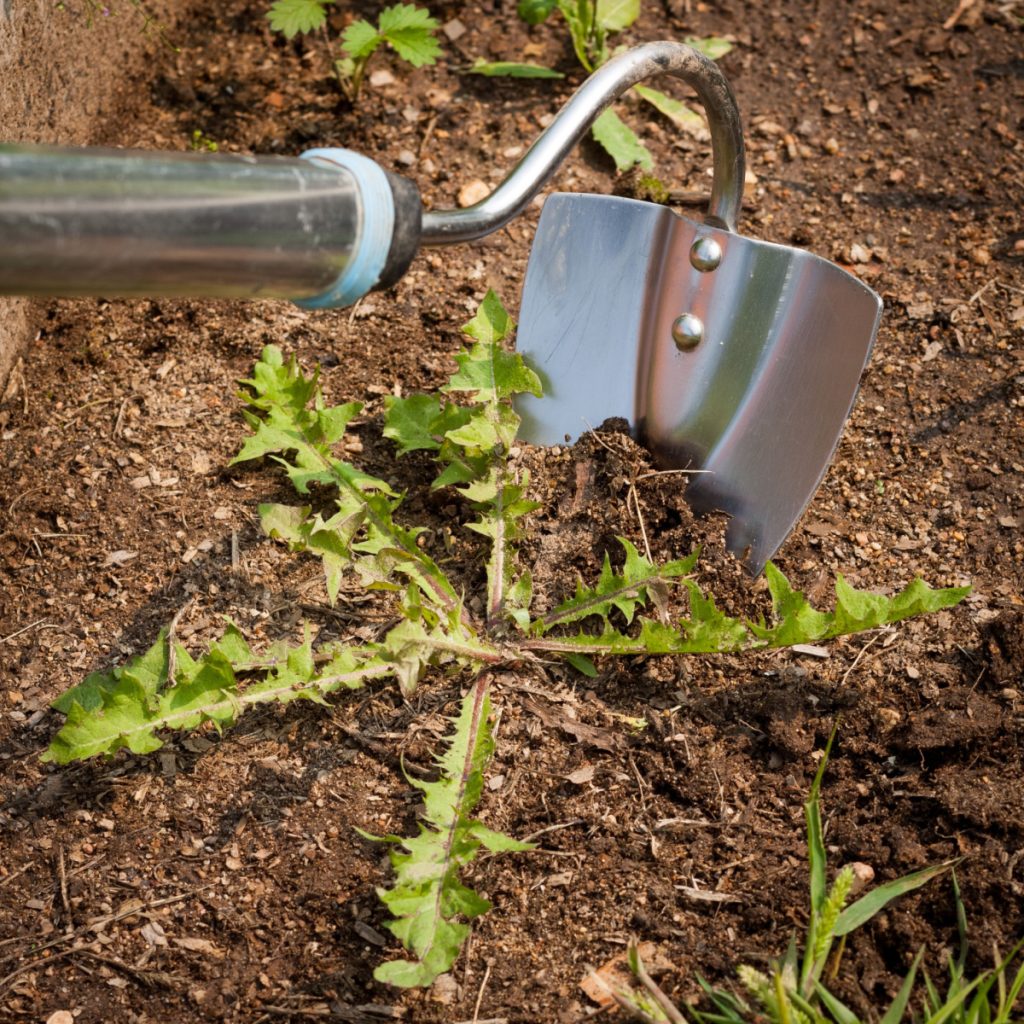 eliminate garden weeds