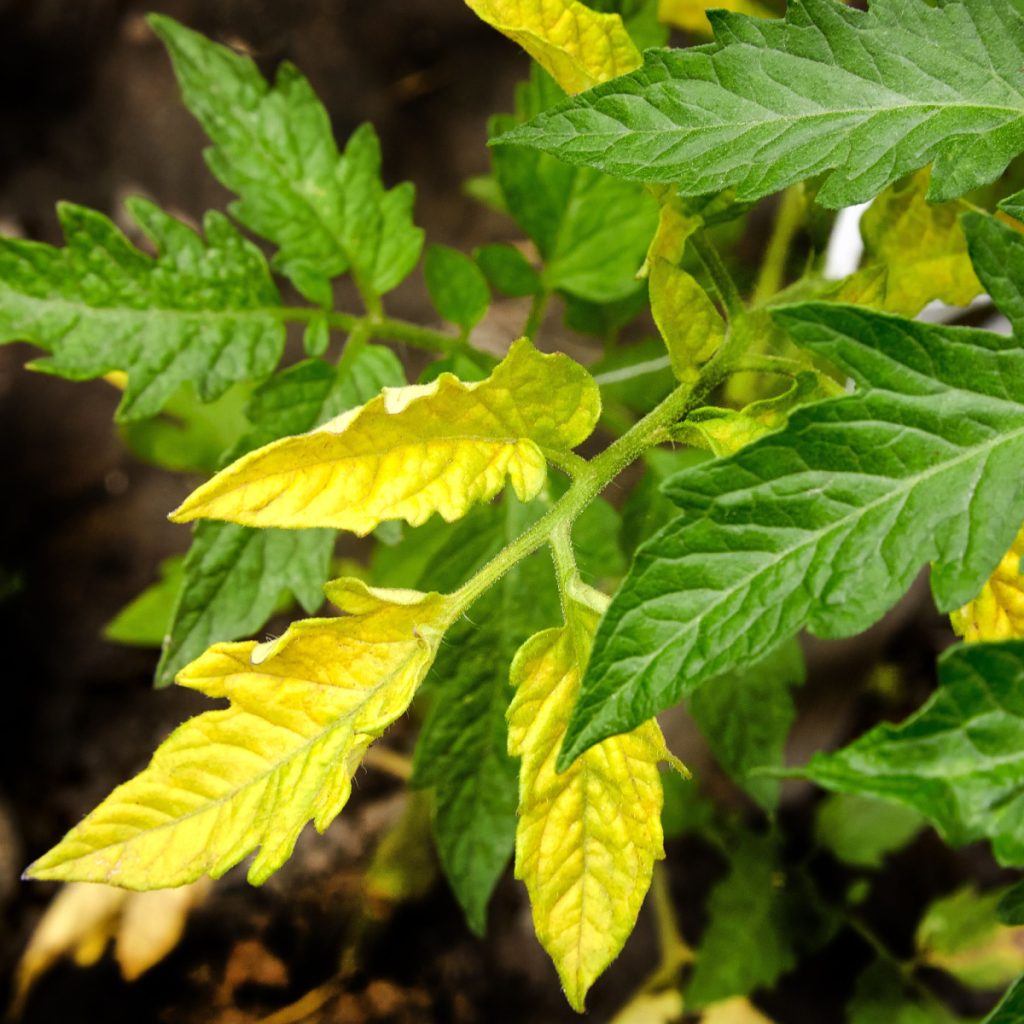 tomato leaves turning yellow