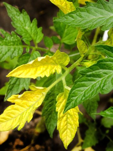 tomato leaves turning yellow