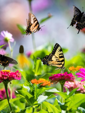 grow zinnias in a vegetable garden