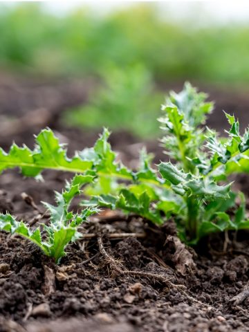 get rid of thistles