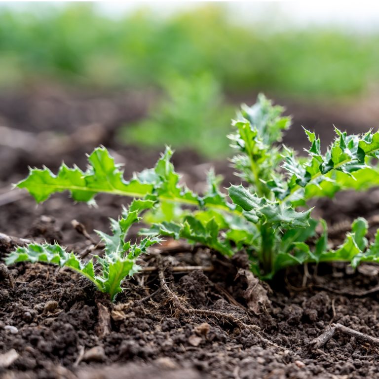 get rid of thistles