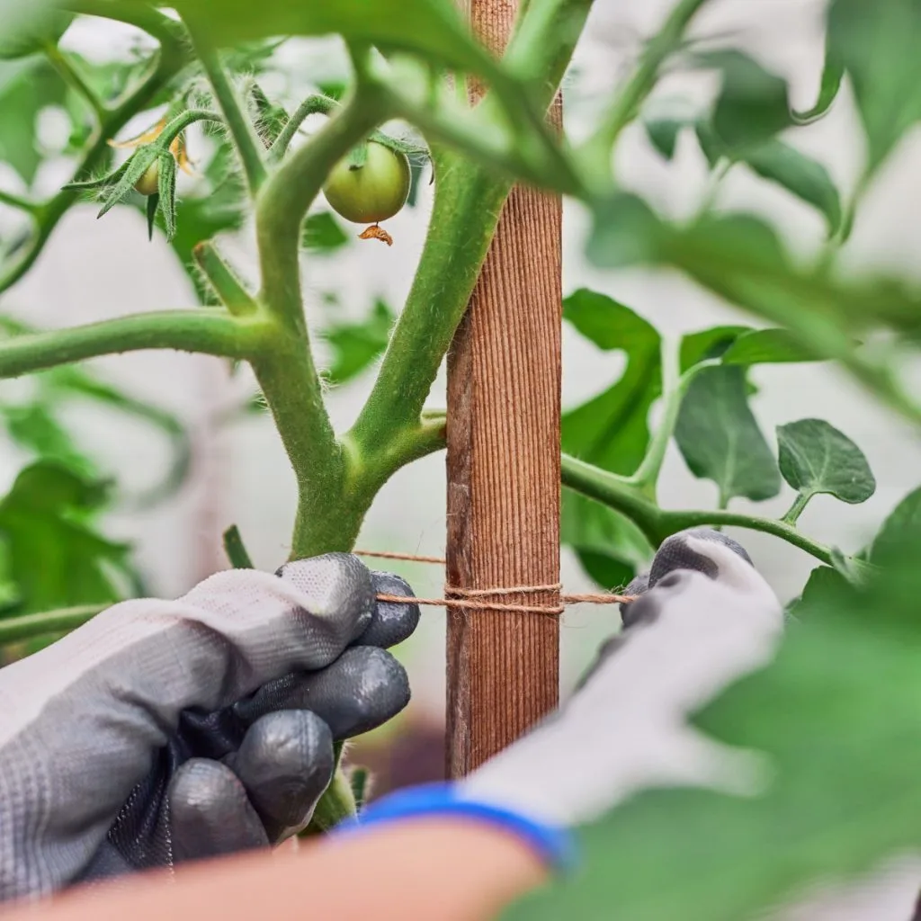 best way to tie up tomato plants