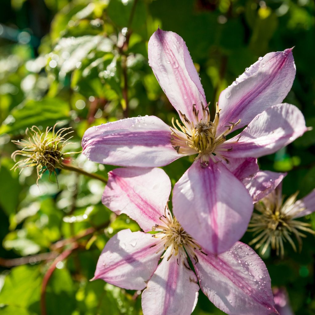 clematis after it blooms