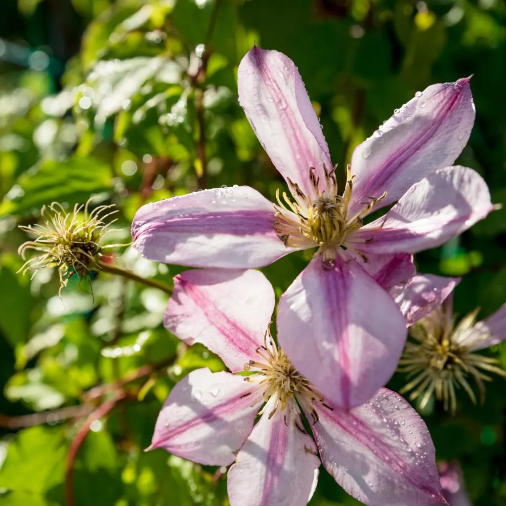 clematis after it blooms