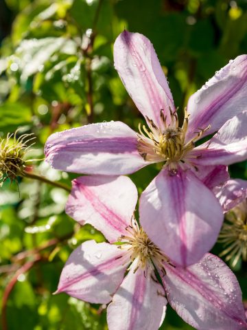 clematis after it blooms