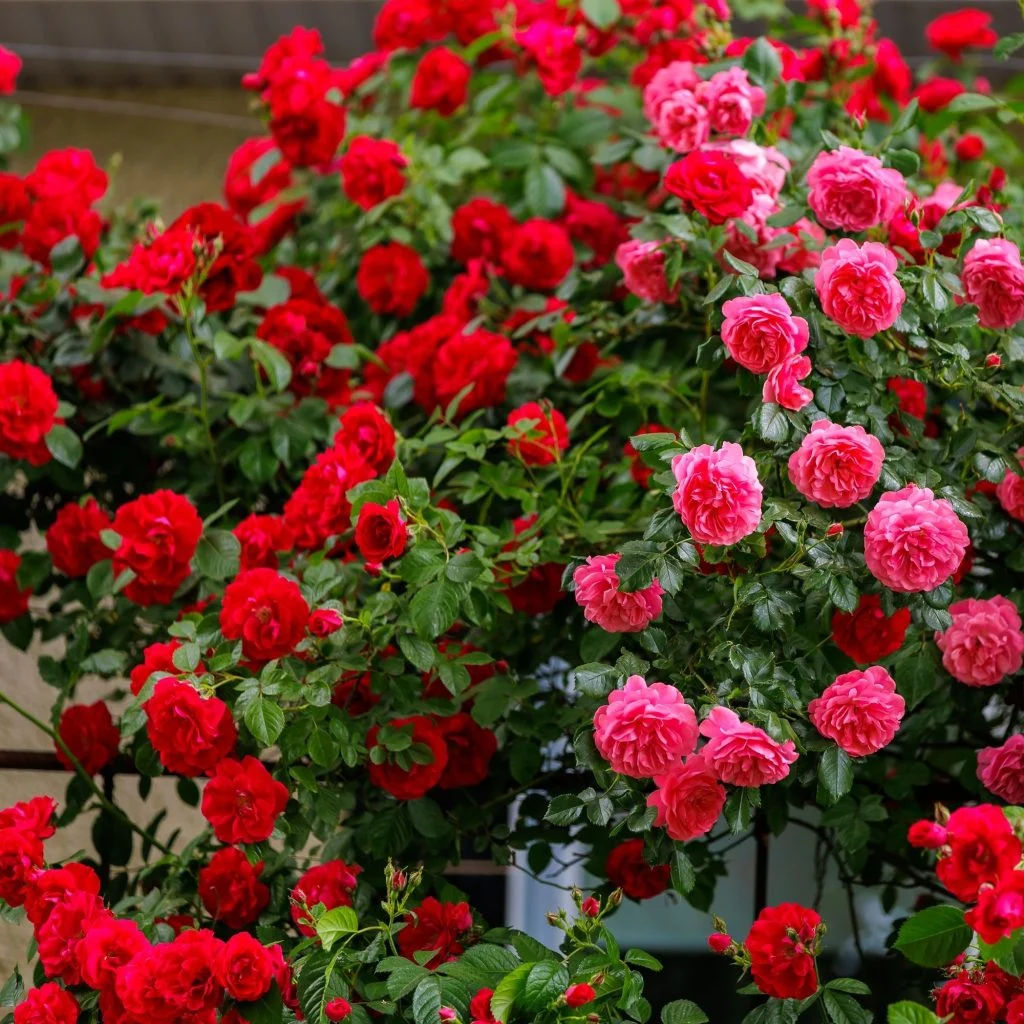 climbing roses buds
