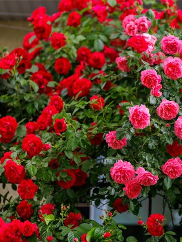 climbing roses buds