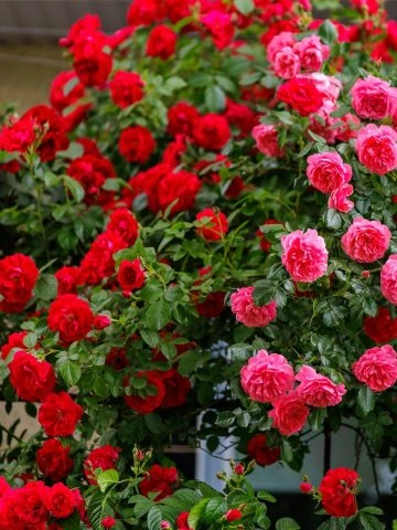 climbing roses buds