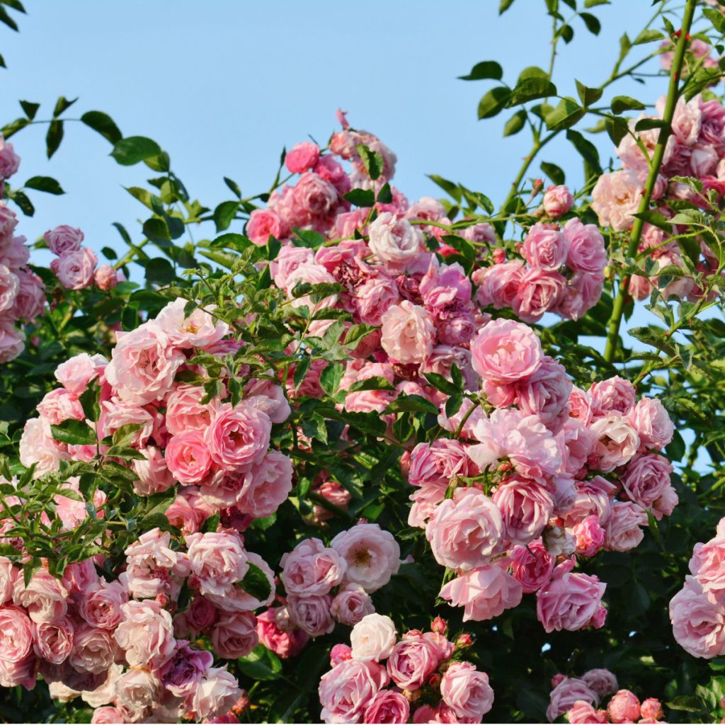 secrets to keep climbing roses blooming