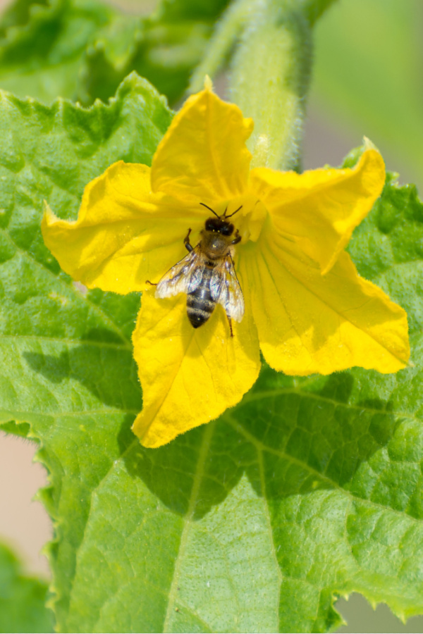 cucumber plants blooms no fruit