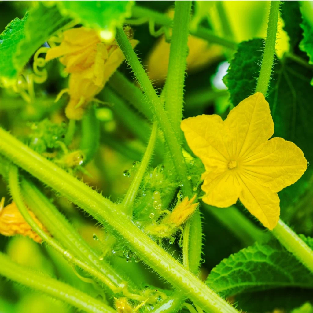 Cucumber Plant blooms but no cucumbers