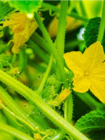 Cucumber Plant blooms but no cucumbers