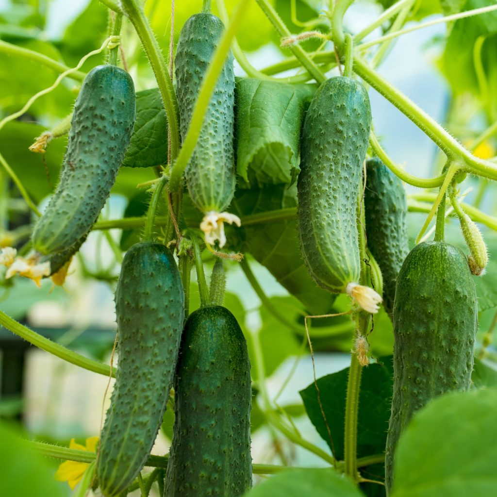 get more cucumbers from your plants