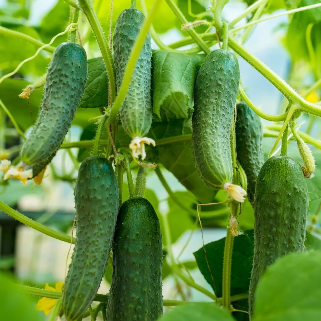 get more cucumbers from your plants
