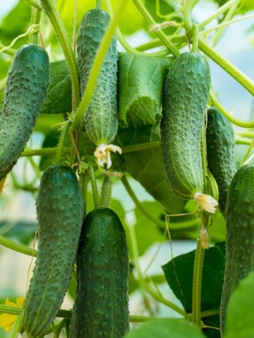 get more cucumbers from your plants