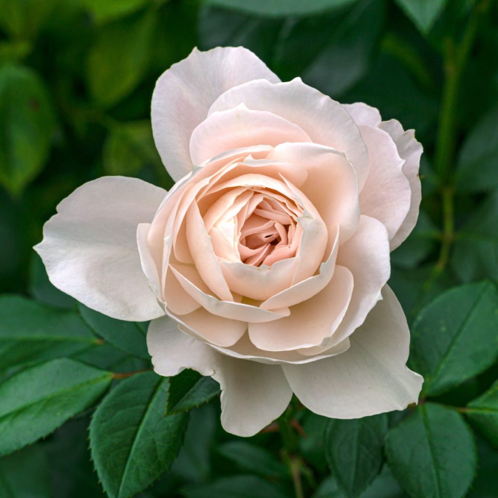 how to fertilize and deadhead roses