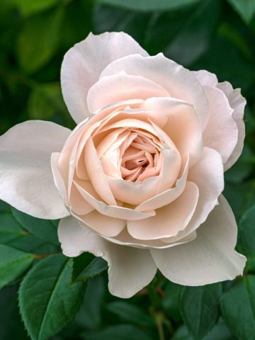 how to fertilize and deadhead roses