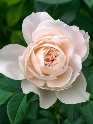 how to fertilize and deadhead roses