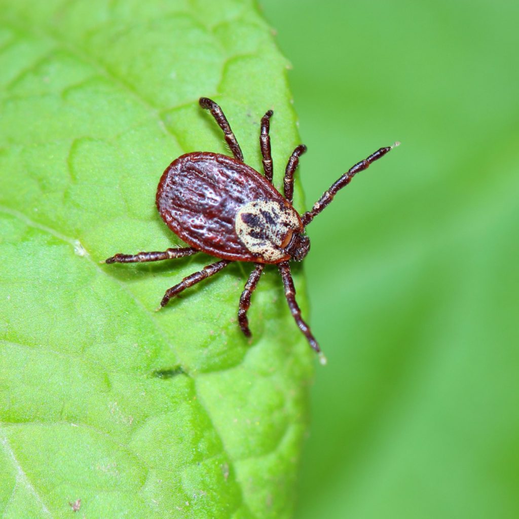 get rid of ticks