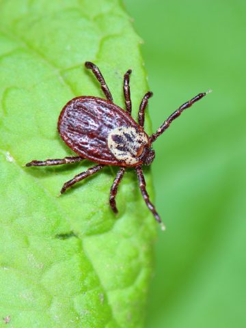get rid of ticks