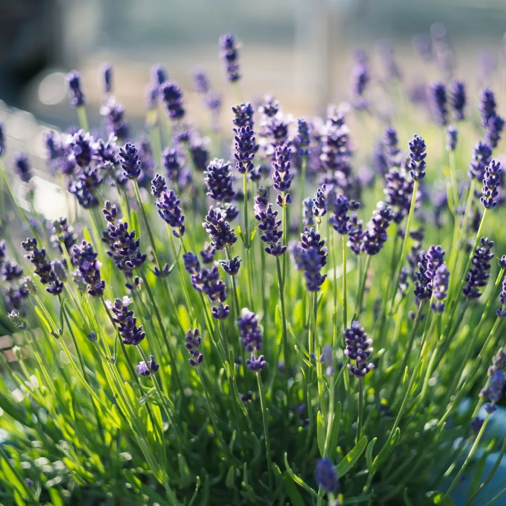 lavender - grow this plant to help repel mosquitoes