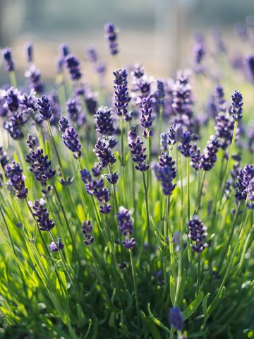 lavender - grow this plant to help repel mosquitoes