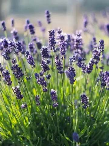 lavender - grow this plant to help repel mosquitoes