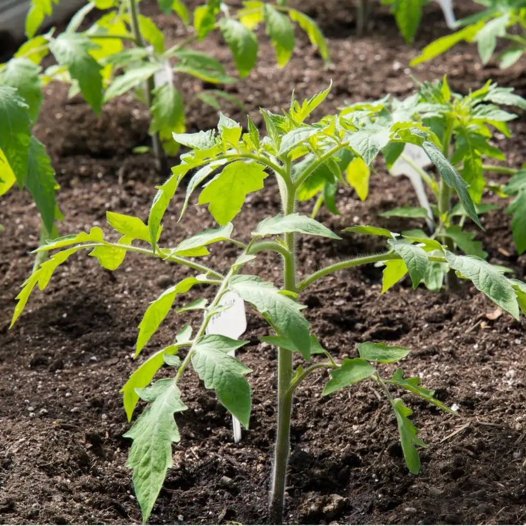 mistakes growing tomatoes