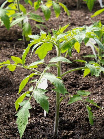 mistakes growing tomatoes