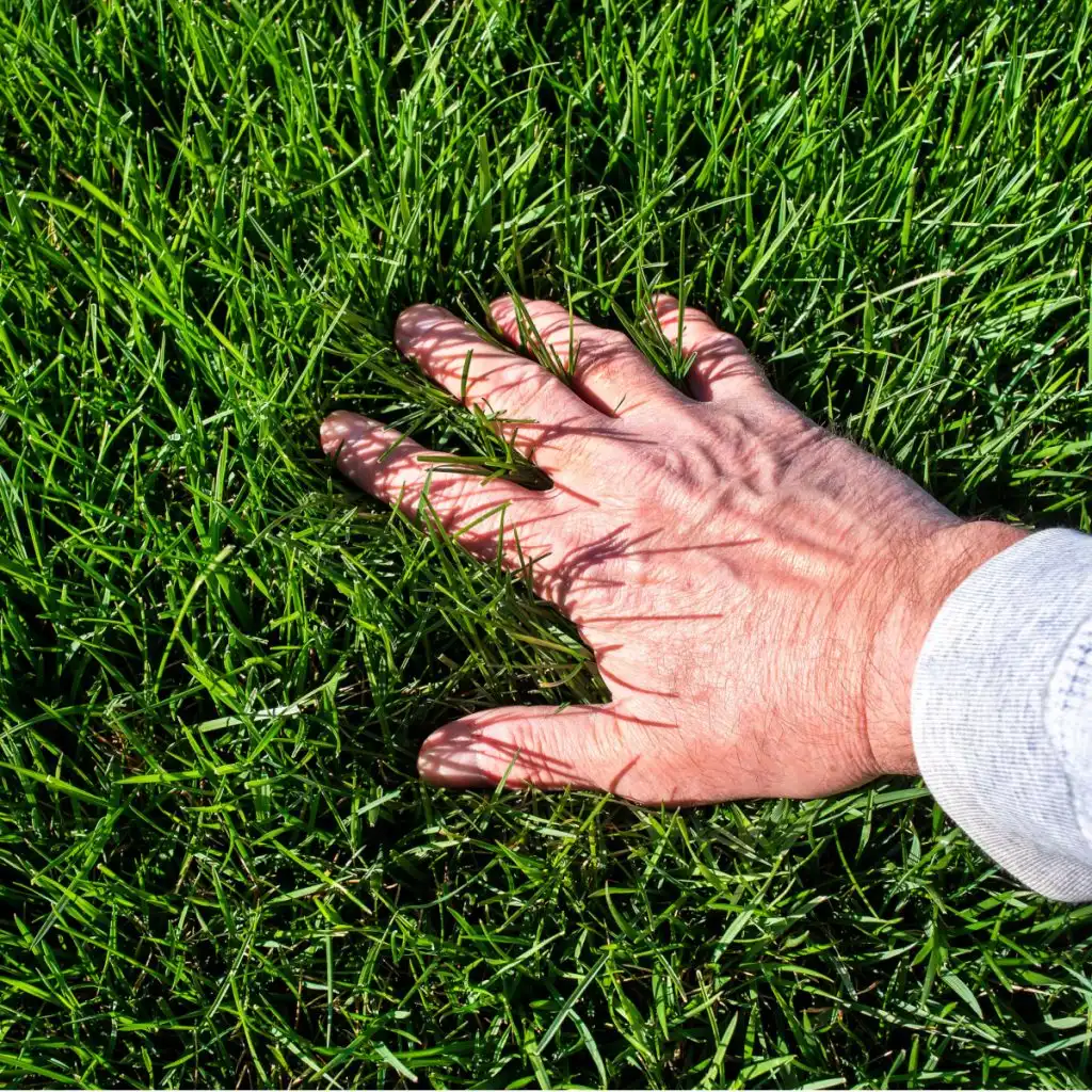 tips to a thick green lawn