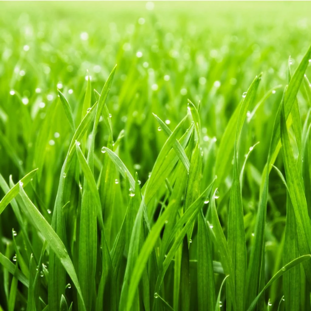 tricks to a thick lush lawn