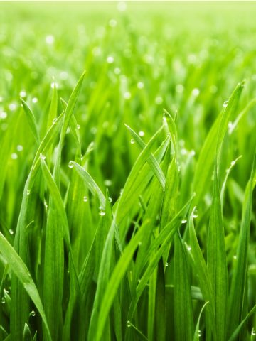 tricks to a thick lush lawn