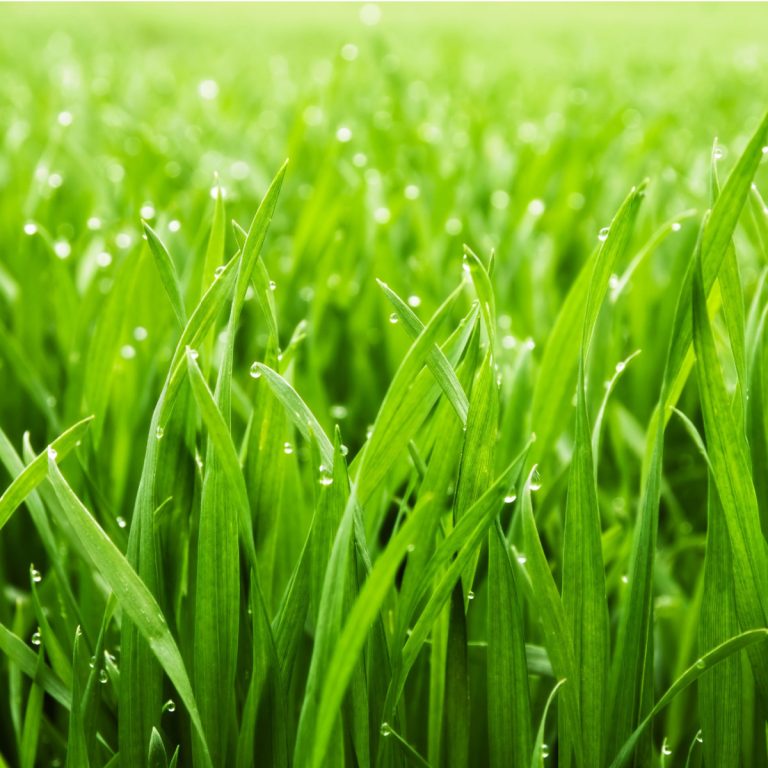 tricks to a thick lush lawn