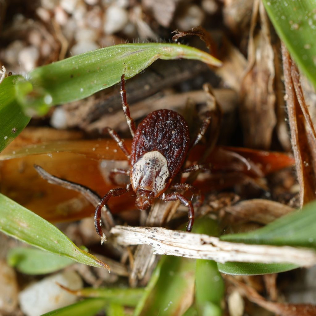 get rid of ticks