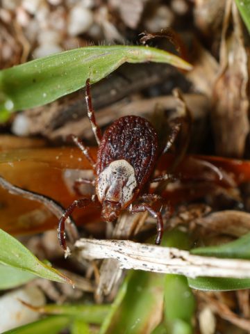 get rid of ticks
