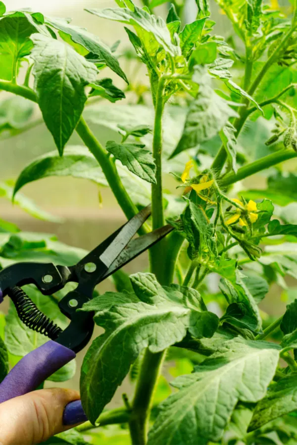 tomato plant suckers