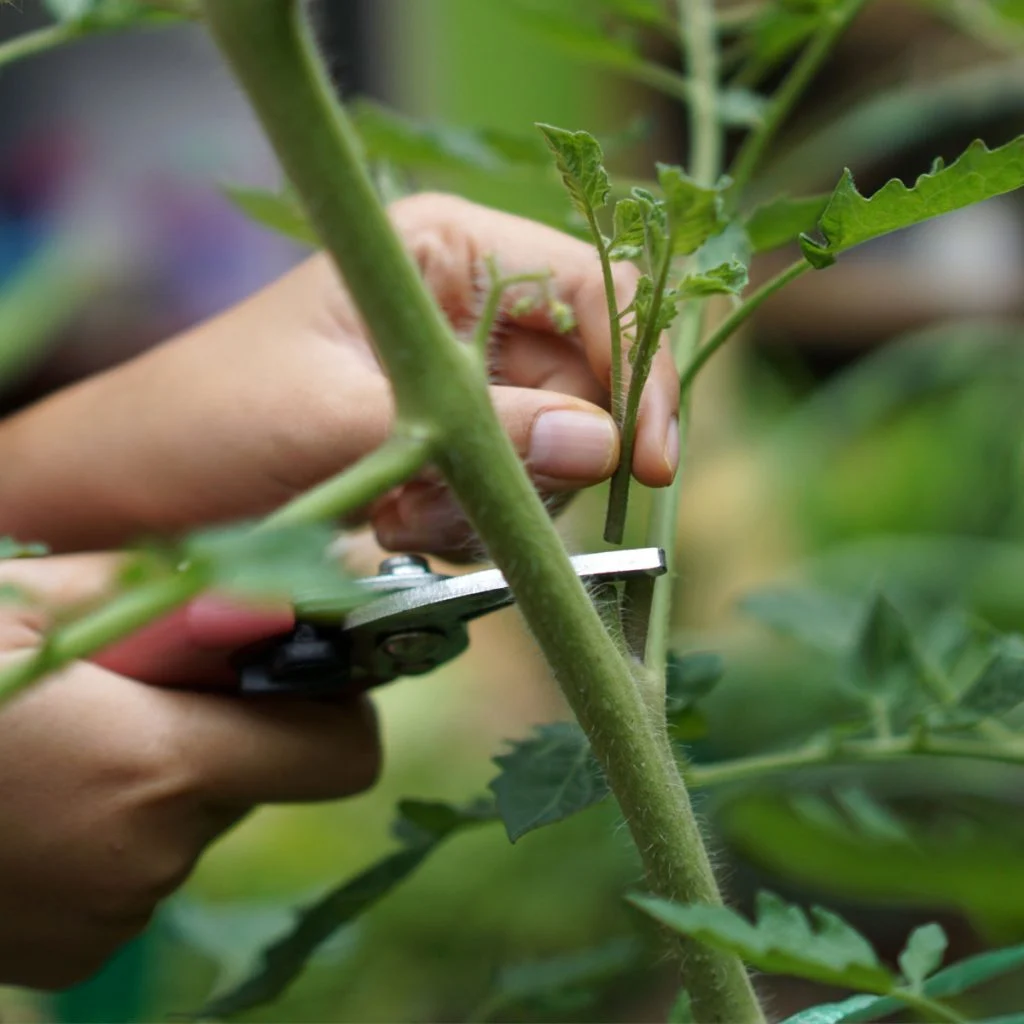 what to do with tomato suckers