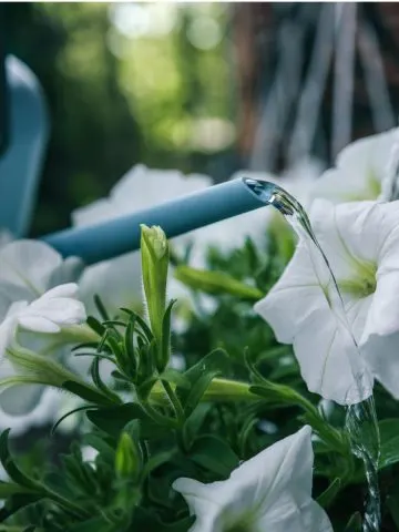 water containers - secret to success