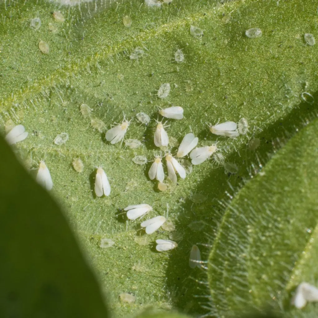 get rid of whiteflies