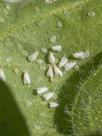 get rid of whiteflies