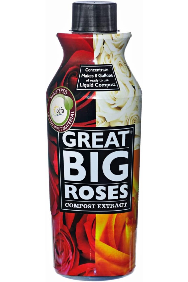 reblooming roses