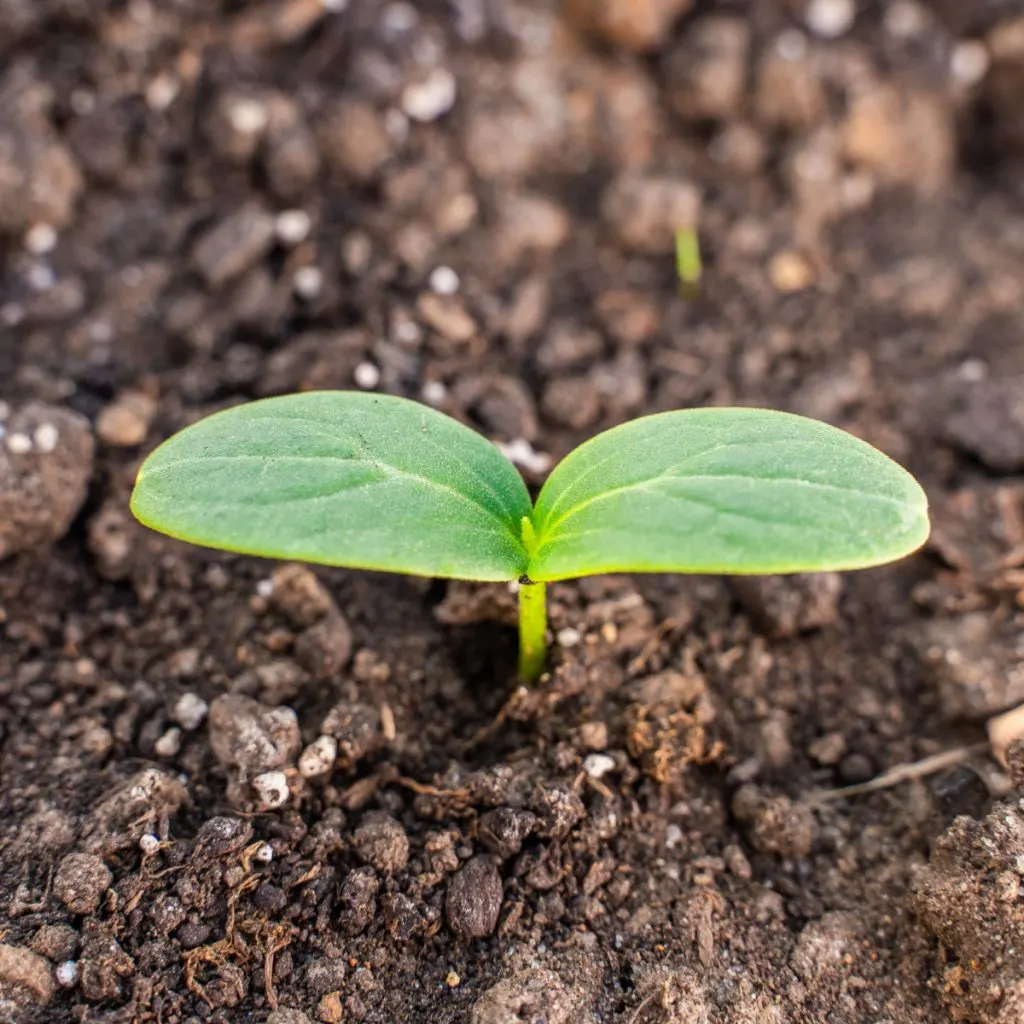 plant cucumber seeds in summer