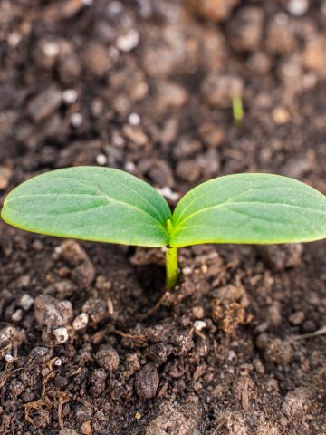 plant cucumber seeds in summer