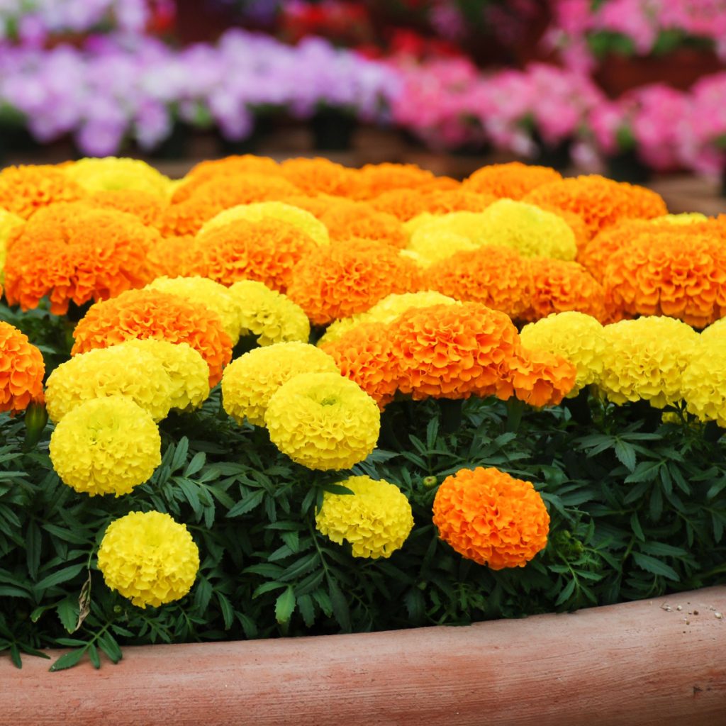 keep marigolds blooming big