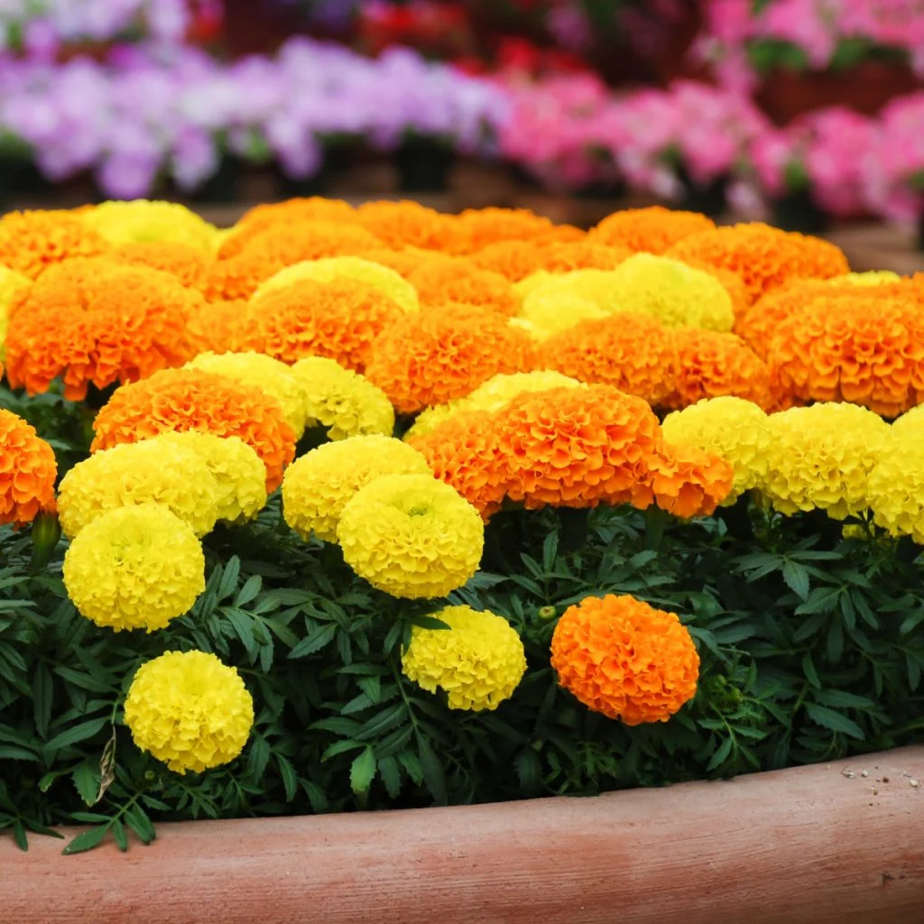 keep marigolds blooming big