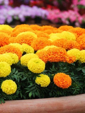 keep marigolds blooming big